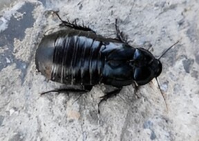 Cockroaches not pests, primordial for biodiversity 