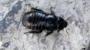 Cockroaches not pests, primordial for biodiversity 