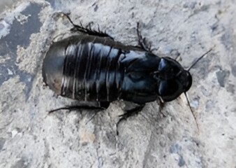 Cockroaches not pests, primordial for biodiversity 