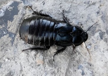 Cockroaches not pests, primordial for biodiversity 