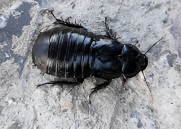 Cockroaches not pests, primordial for biodiversity 