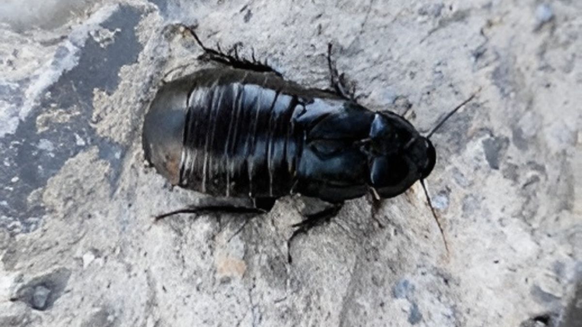 Cockroaches not pests, primordial for biodiversity 