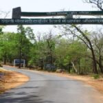 Chhattisgarh to launch Hornbill Safari in Udanti-Sitanadi Tiger Reserve
