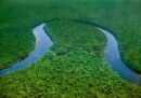 Greenpeace urges FIFA World Cup fans to support Congo Basin conservation