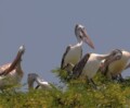 From Kheechan to Kamrup, birds are driving tourism