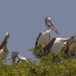 From Kheechan to Kamrup, birds are driving tourism