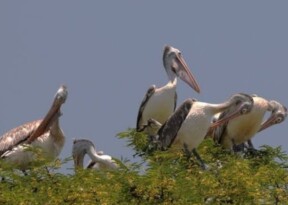 From Kheechan to Kamrup, birds are driving tourism