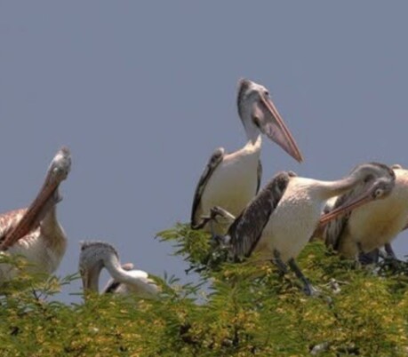 From Kheechan to Kamrup, birds are driving tourism