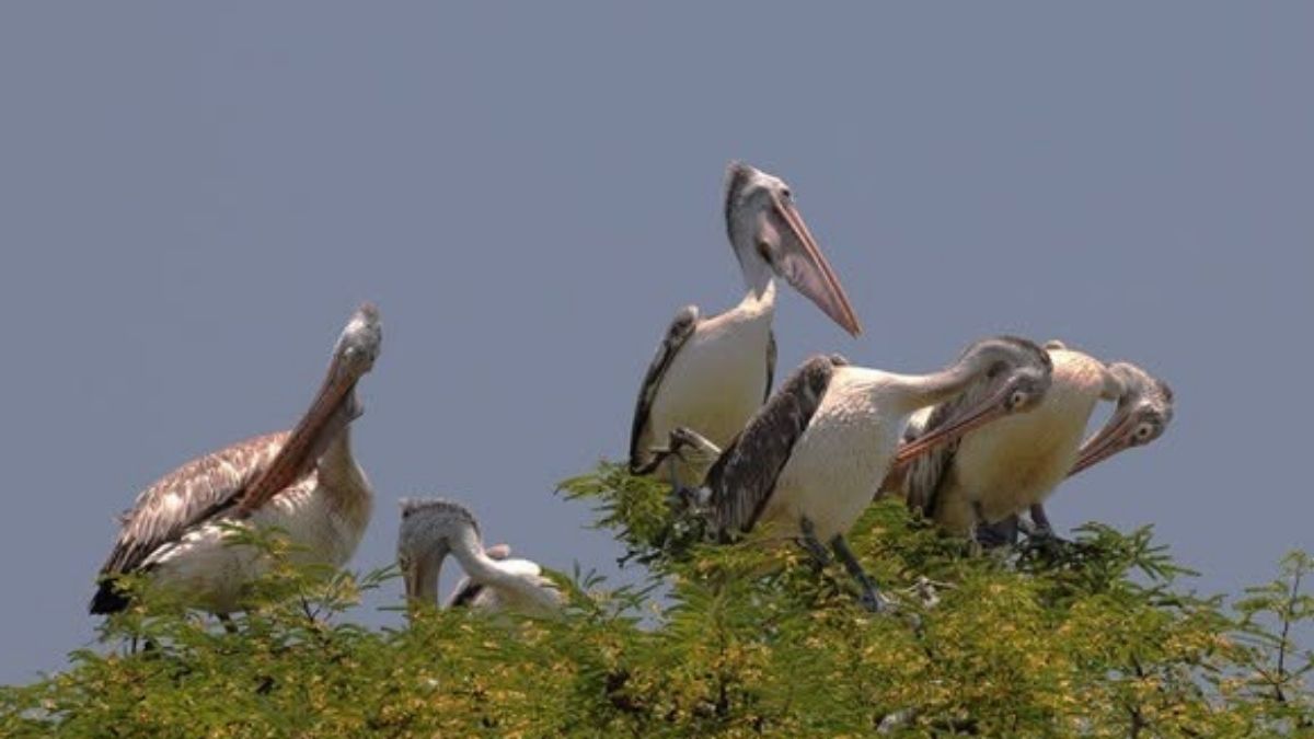 From Kheechan to Kamrup, birds are driving tourism