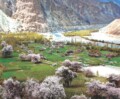 Turtuk: A hidden paradise in the Himalayas