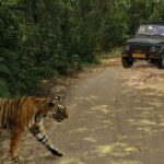 Strong response to advance safari bookings for Ranthambore 