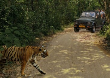Strong response to advance safari bookings for Ranthambore 