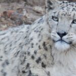 Ladakh to launch India’s first high-altitude wildlife safari