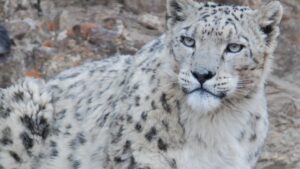 Ladakh to launch India’s first high-altitude wildlife safari