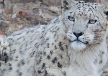 Ladakh to launch India’s first high-altitude wildlife safari