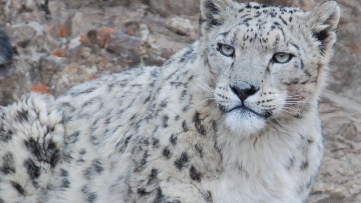Ladakh to launch India’s first high-altitude wildlife safari