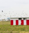 Ornithologists blame urbanisation for rising bird strikes at Indian airports