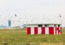 Ornithologists blame urbanisation for rising bird strikes at Indian airports