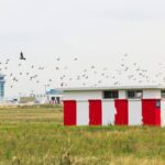 Ornithologists blame urbanisation for rising bird strikes at Indian airports