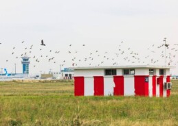 Ornithologists blame urbanisation for rising bird strikes at Indian airports