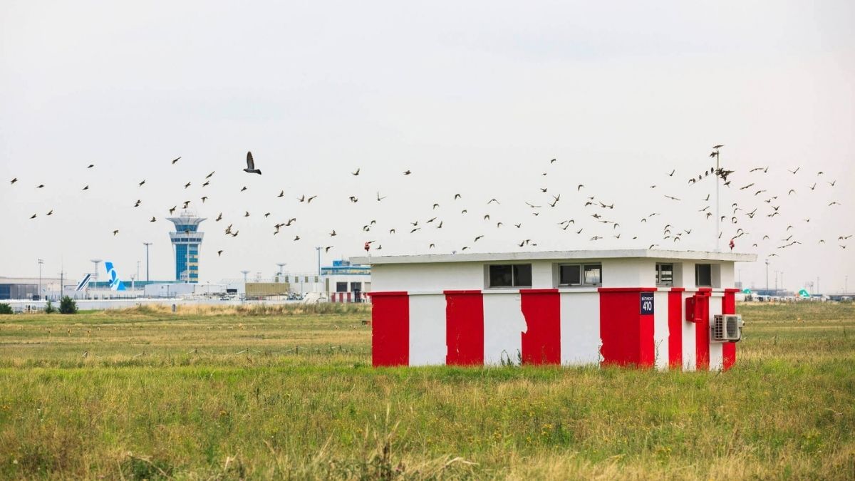Ornithologists blame urbanisation for rising bird strikes at Indian airports