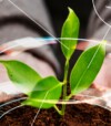 The global mirage of sustainable farming